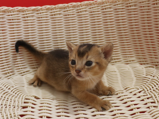アビシニアンの子猫画像