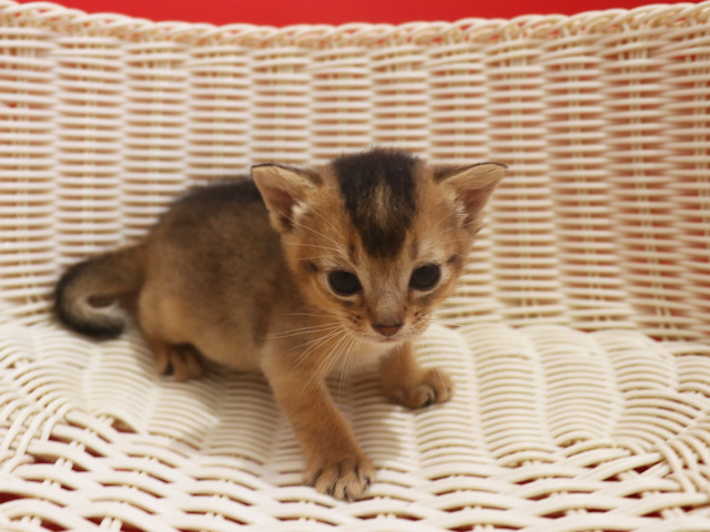 アビシニアンの子猫画像