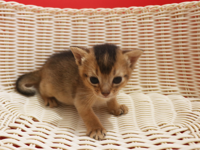 アビシニアンの子猫画像