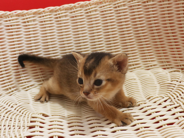 アビシニアンの子猫画像