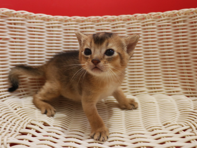 アビシニアンの子猫画像