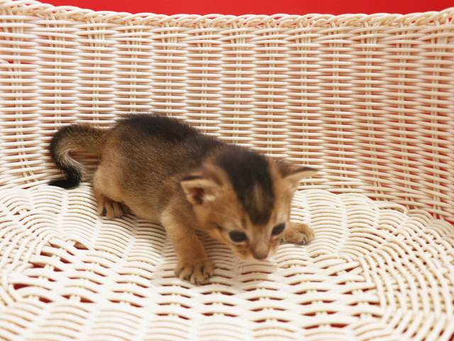 アビシニアンの子猫画像