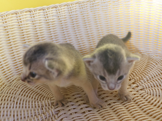 アビシニアン子猫画像