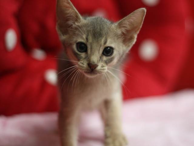 アビシニアンの子猫画像
