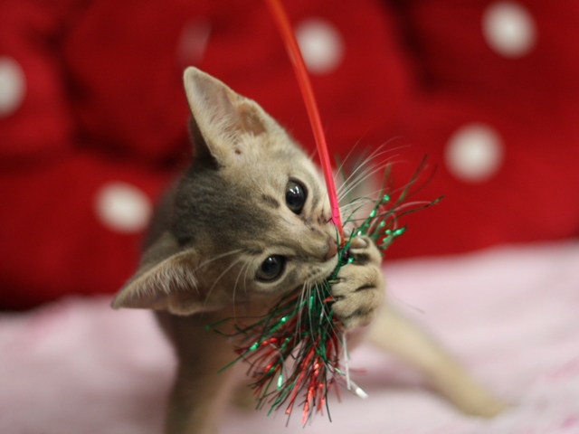 アビシニアンの子猫画像