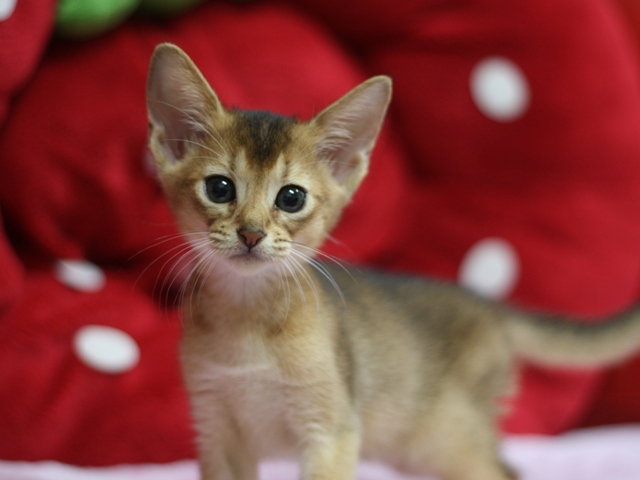 アビシニアンの子猫画像