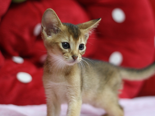 アビシニアンの子猫画像