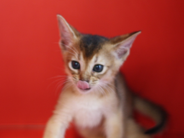 アビシニアンの子猫画像