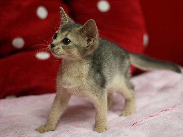 アビシニアンの子猫画像