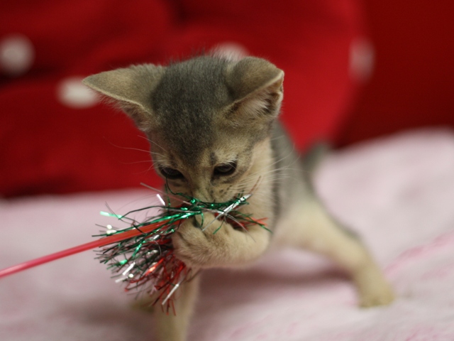 アビシニアンの子猫画像