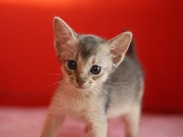 アビシニアンの子猫画像