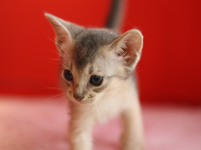 アビシニアンの子猫画像