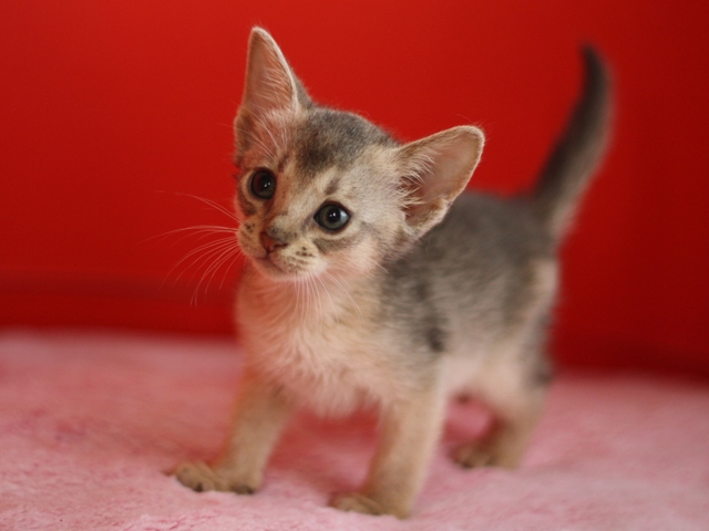 アビシニアンの子猫画像