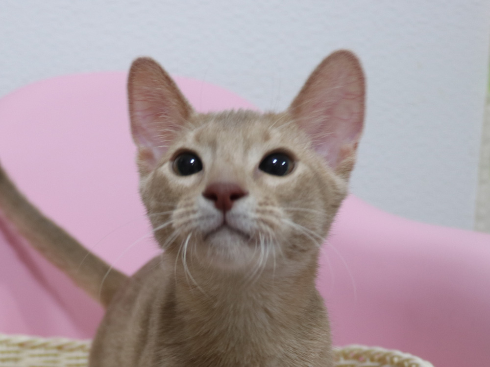アビシニアンの子猫画像