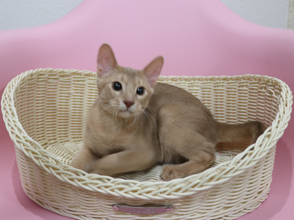 アビシニアンの子猫画像