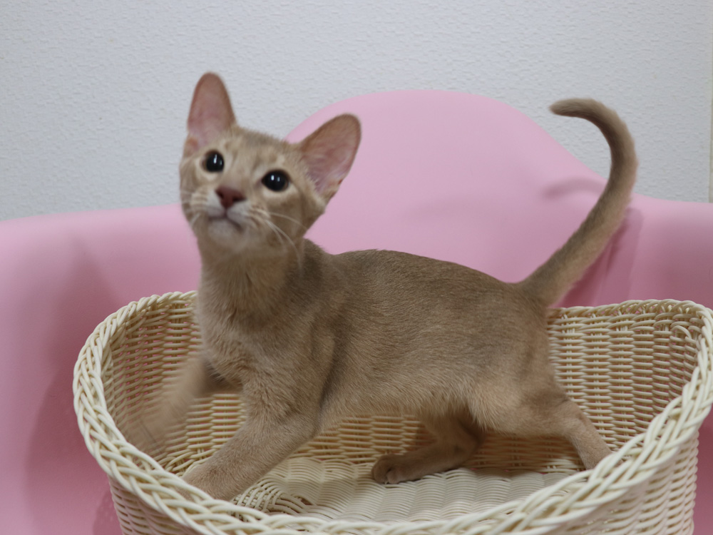 アビシニアンの子猫画像