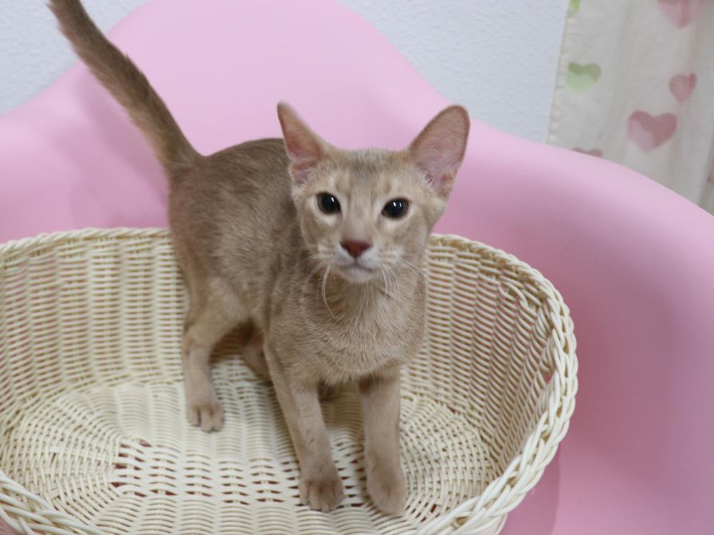 アビシニアンの子猫画像