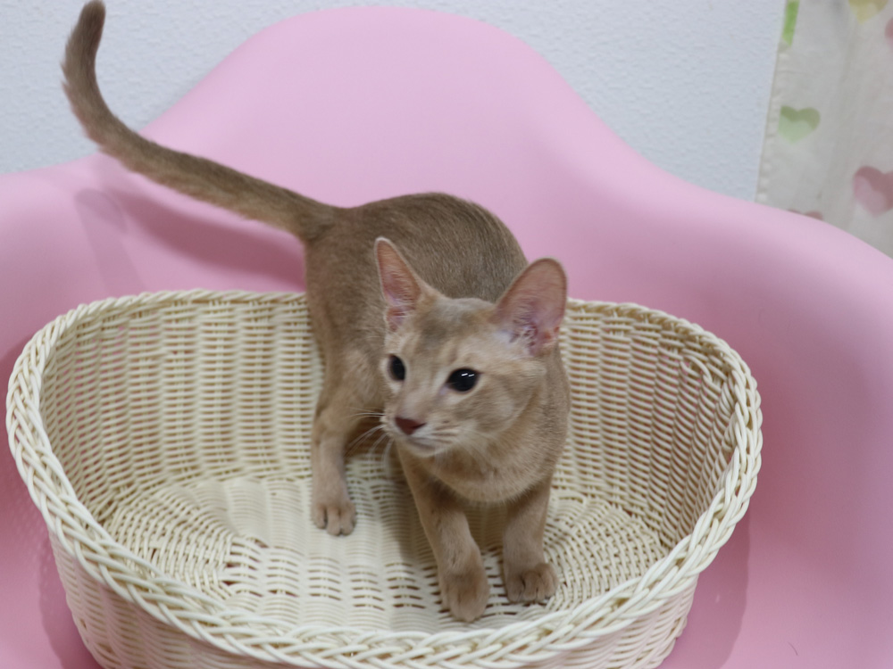 アビシニアンの子猫画像