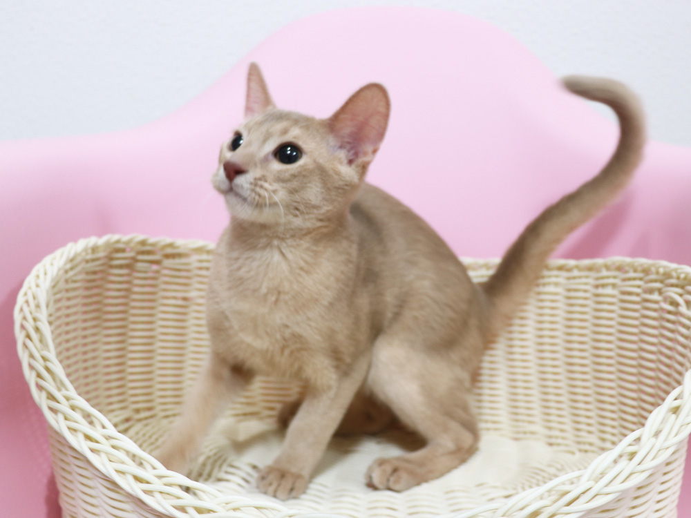 アビシニアンの子猫画像