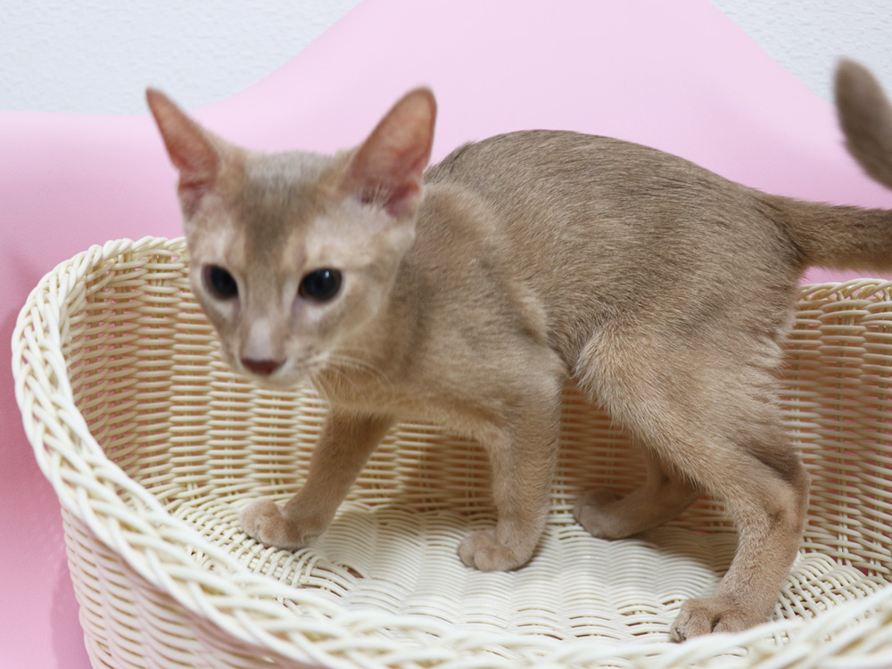 アビシニアンの子猫画像