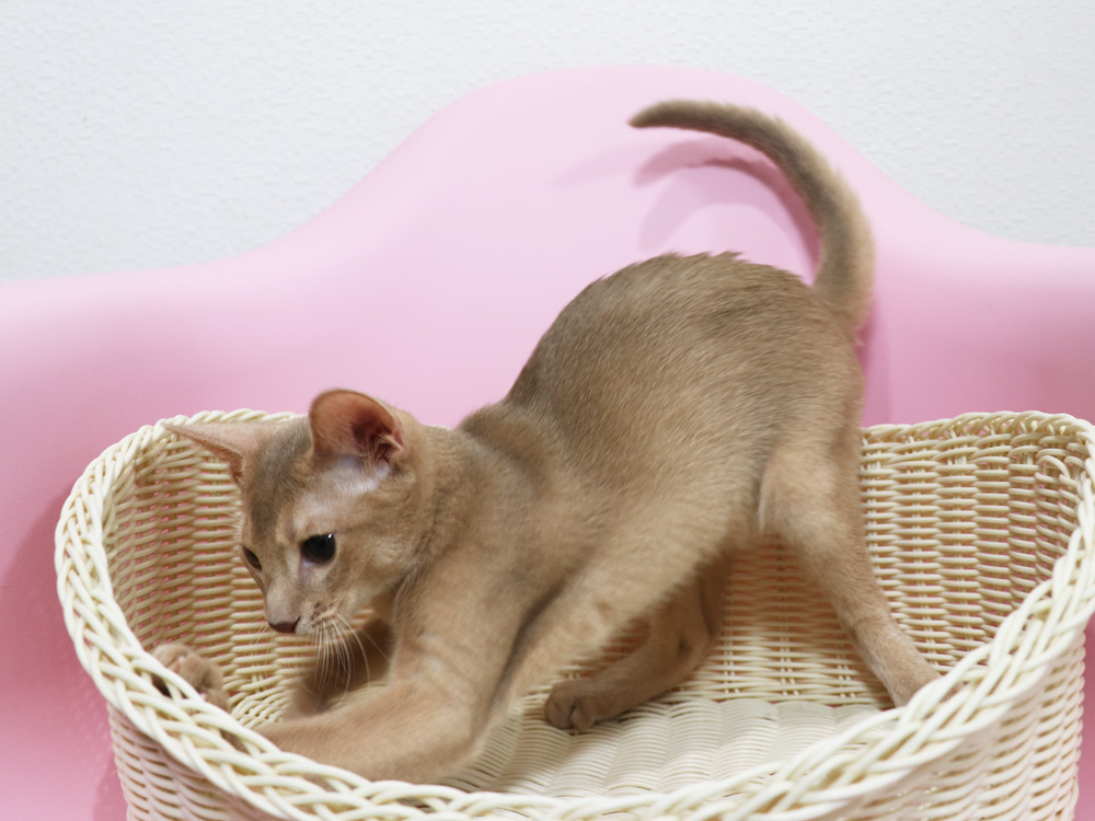 アビシニアンの子猫画像