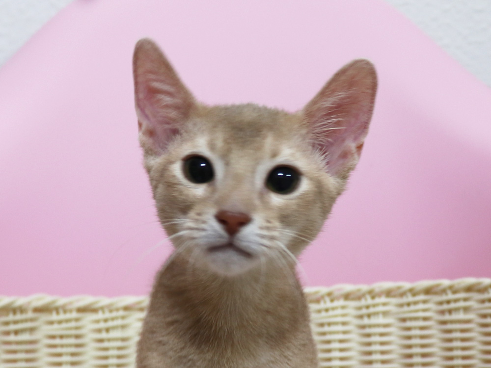 アビシニアンの子猫画像