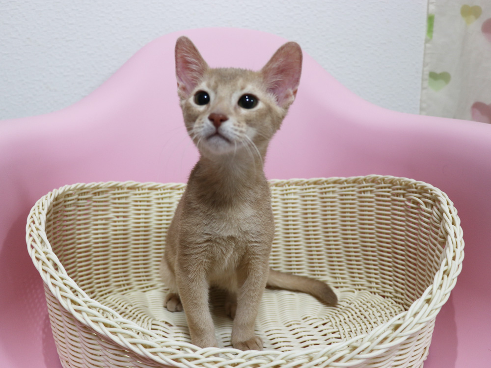 アビシニアンの子猫画像