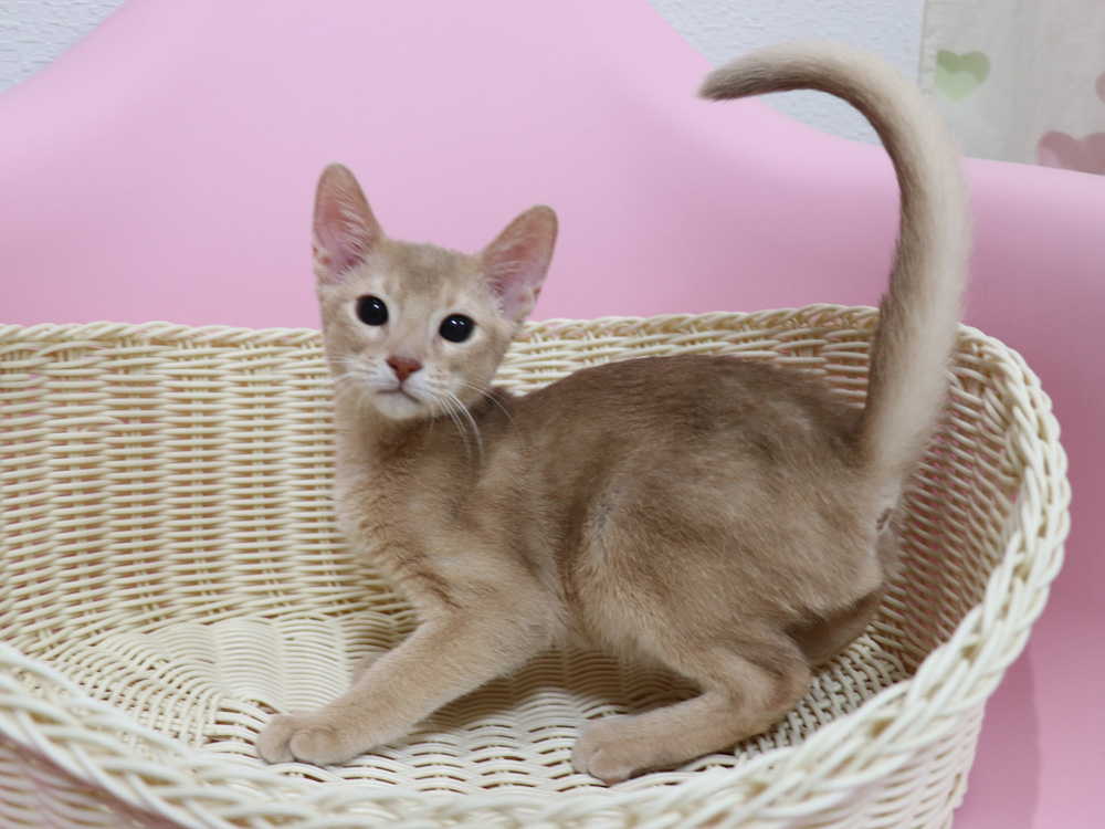 アビシニアンの子猫画像