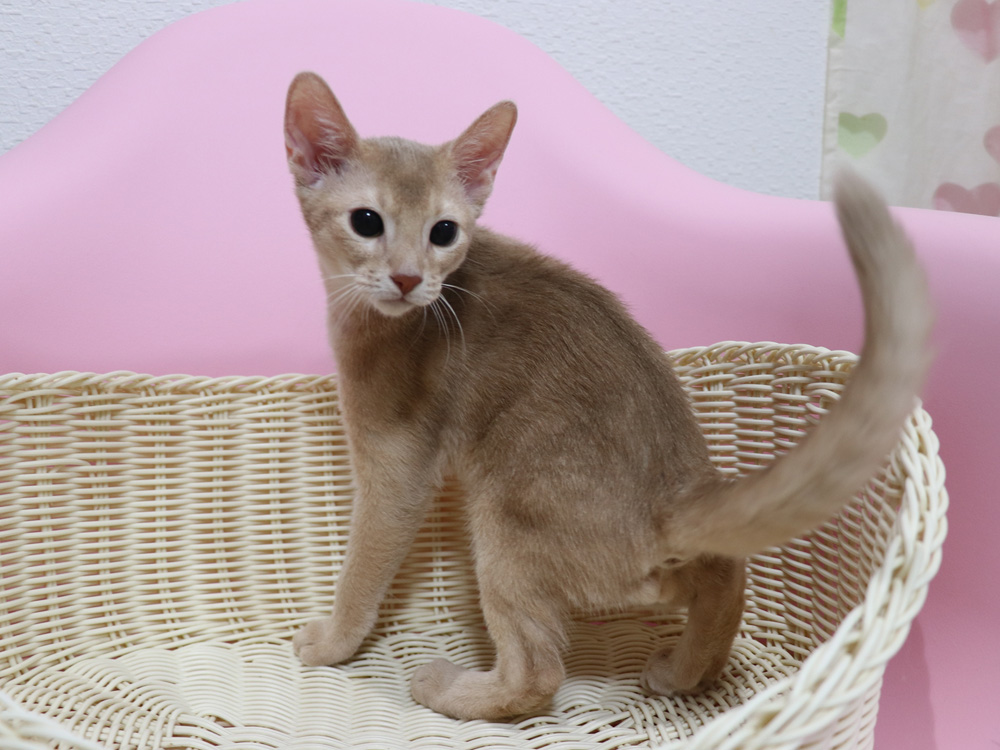 アビシニアンの子猫画像