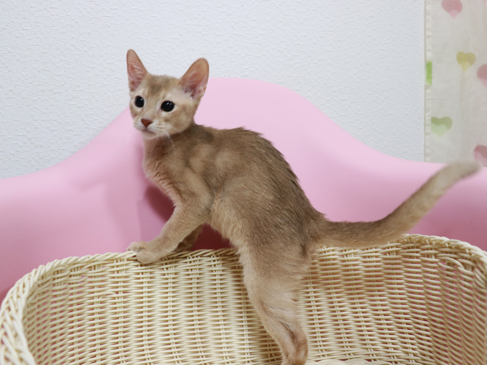 アビシニアンの子猫画像