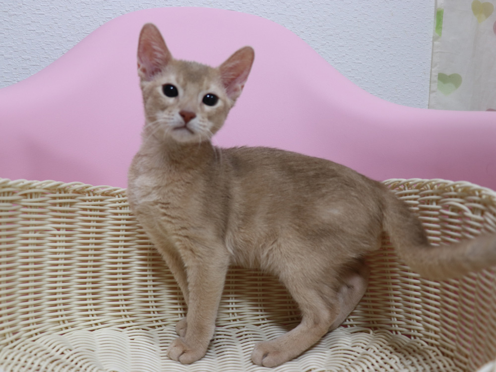 アビシニアンの子猫画像