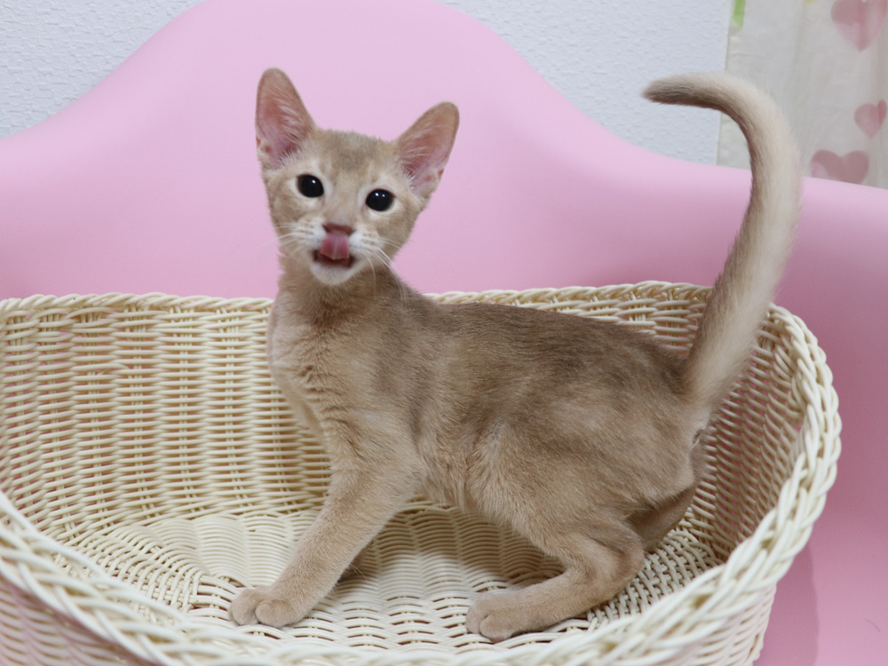 アビシニアンの子猫画像