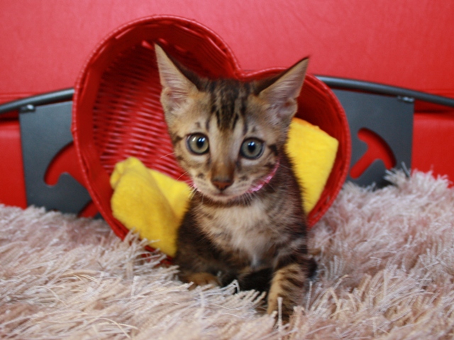 ベンガルの子猫