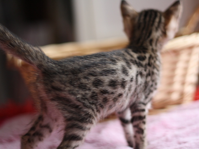 ベンガルの子猫画像