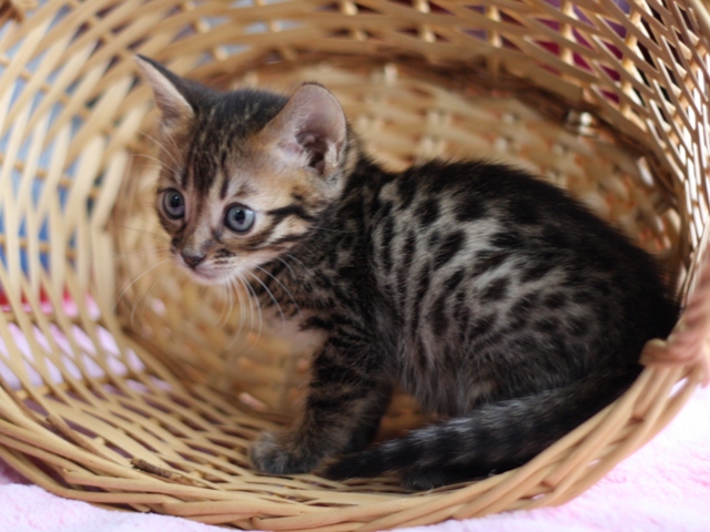 ベンガルの子猫画像