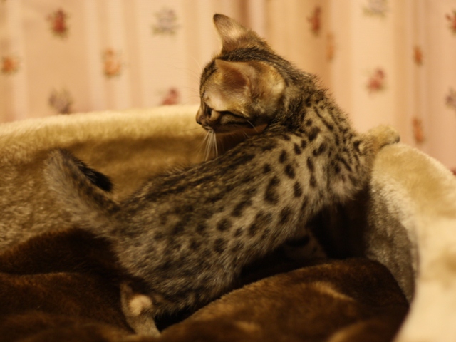 ベンガルの子猫画像