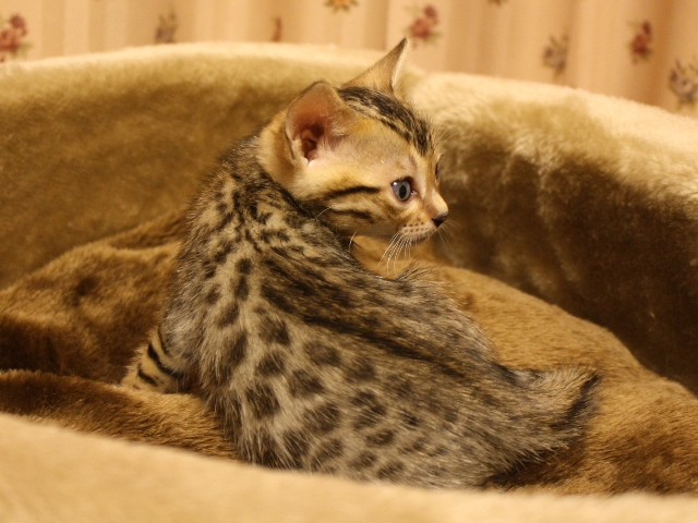 ベンガルの子猫画像