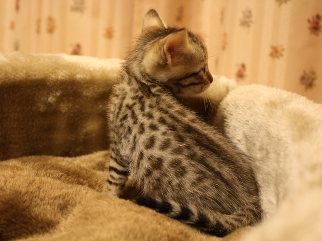 ベンガルの子猫画像