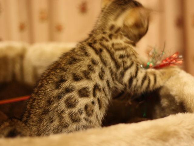 ベンガルの子猫画像