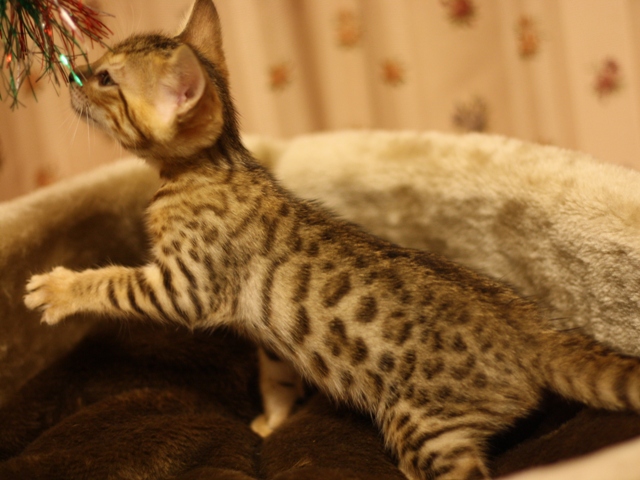 ベンガルの子猫画像