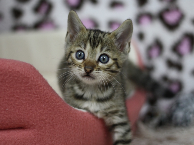 ベンガルの子猫画像