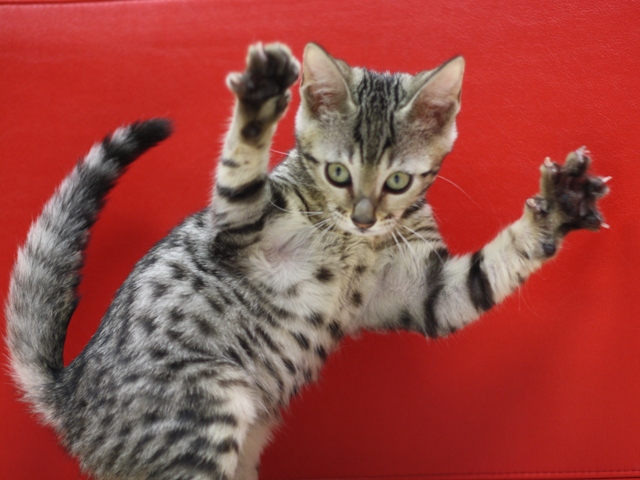 ベンガルの子猫画像