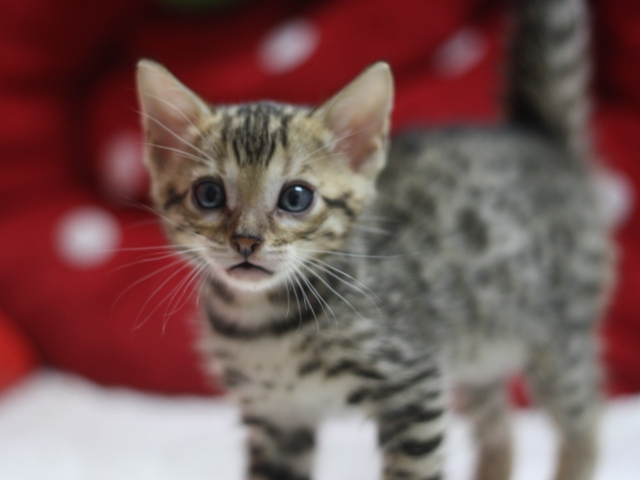 ベンガルの子猫画像
