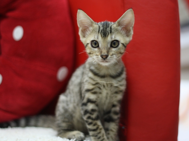 ベンガルの子猫画像