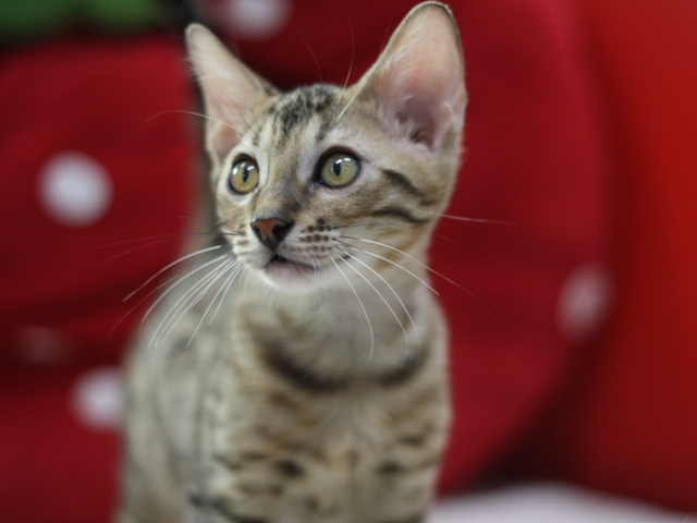 ベンガルの子猫画像