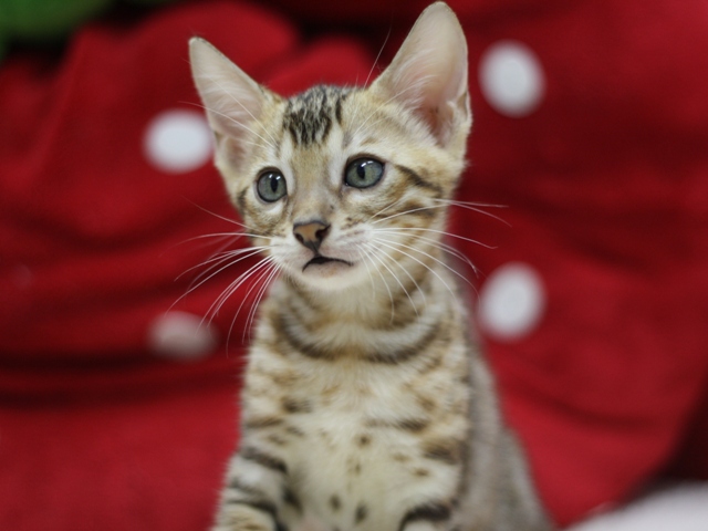 ベンガルの子猫画像