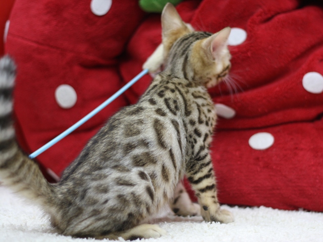 ベンガルの子猫画像