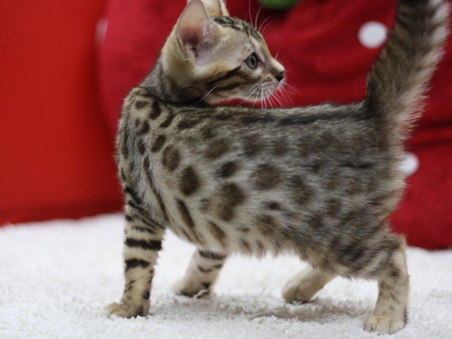 ベンガルの子猫画像