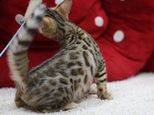 ベンガルの子猫画像