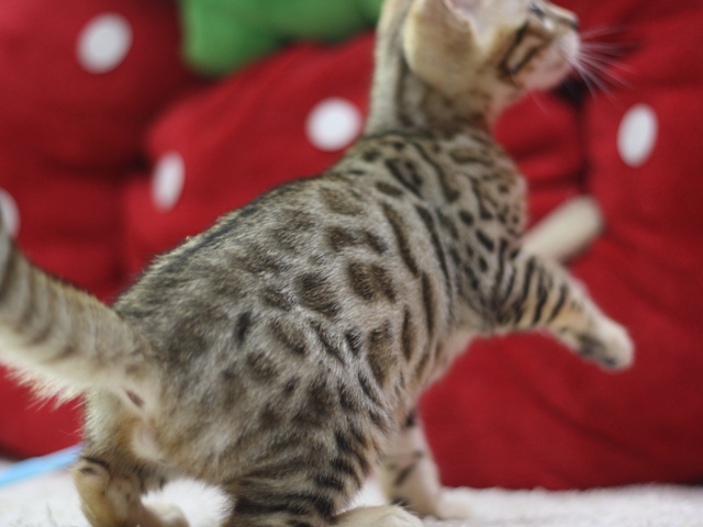 ベンガルの子猫画像